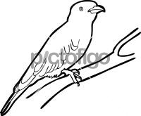 200x165 Hand Drawn Icon From Pictofigo For Indian Roller