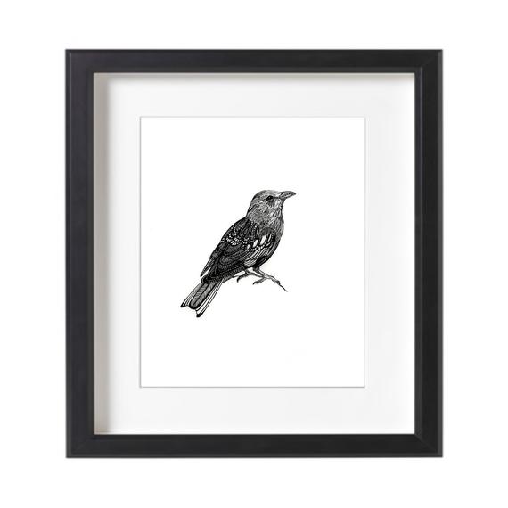 570x570 Roller Bird Pen And Ink Drawing Art Print Etsy
