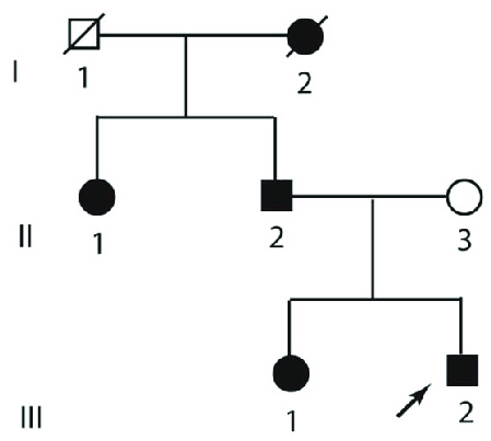 449x403 Pedigree Of Presented Kindred Roman Numerals Denote Generation