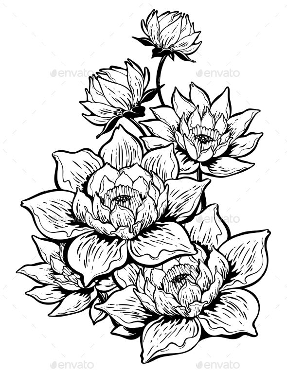 590x767 Lotus Lily Water Flower Stems In Bloom, Asian Floral Element