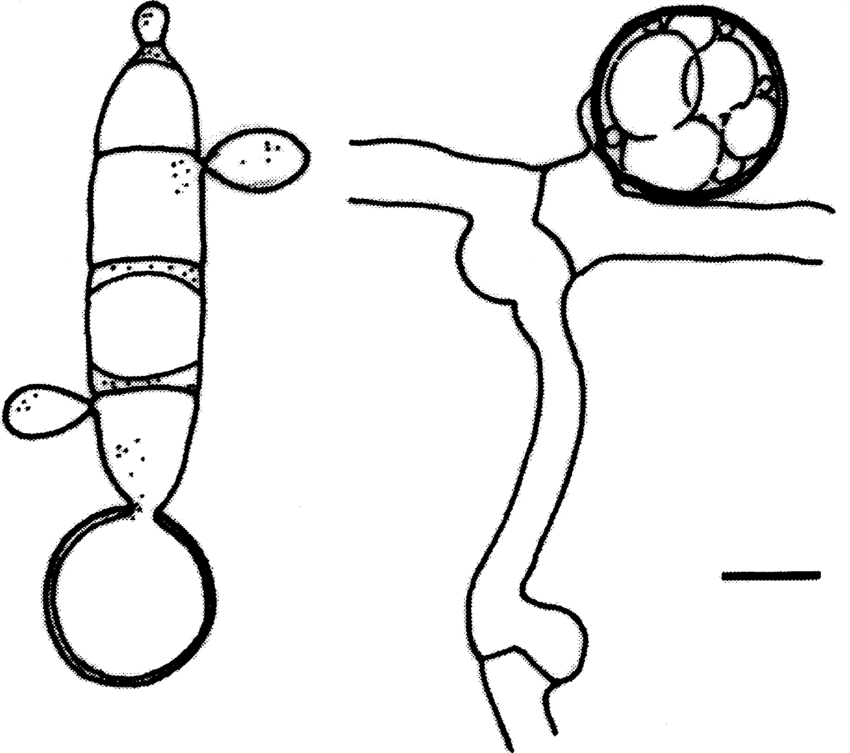 850x753 Line Drawing Of Hyphae, Teliospores, Basidium And Basidiospores