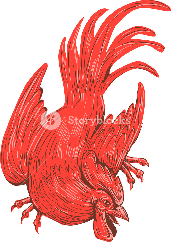 705x1000 Drawing Sketch Style Illustration Of A Chicken Rooster Crouching