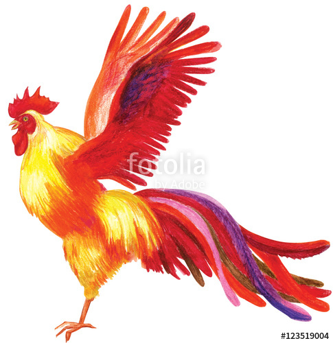 485x500 Pencil Drawing Of A Rooster Stock Photo And Royalty Free Images