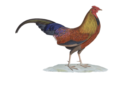 400x289 Download Free Png Rooster Drawing