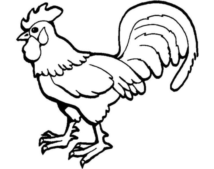 704x558 Rooster Coloring