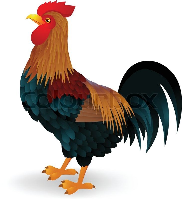 731x800 Cute Rooster Cartoon Drawing