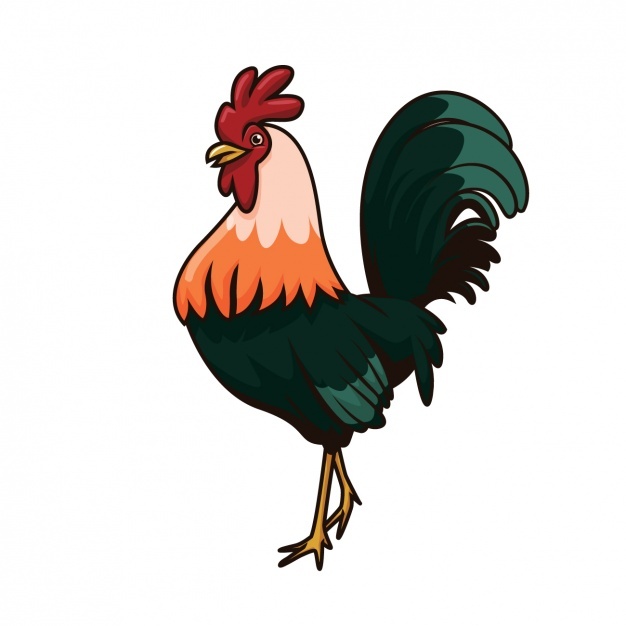 626x626 Rooster Vectors, Photos And Free Download