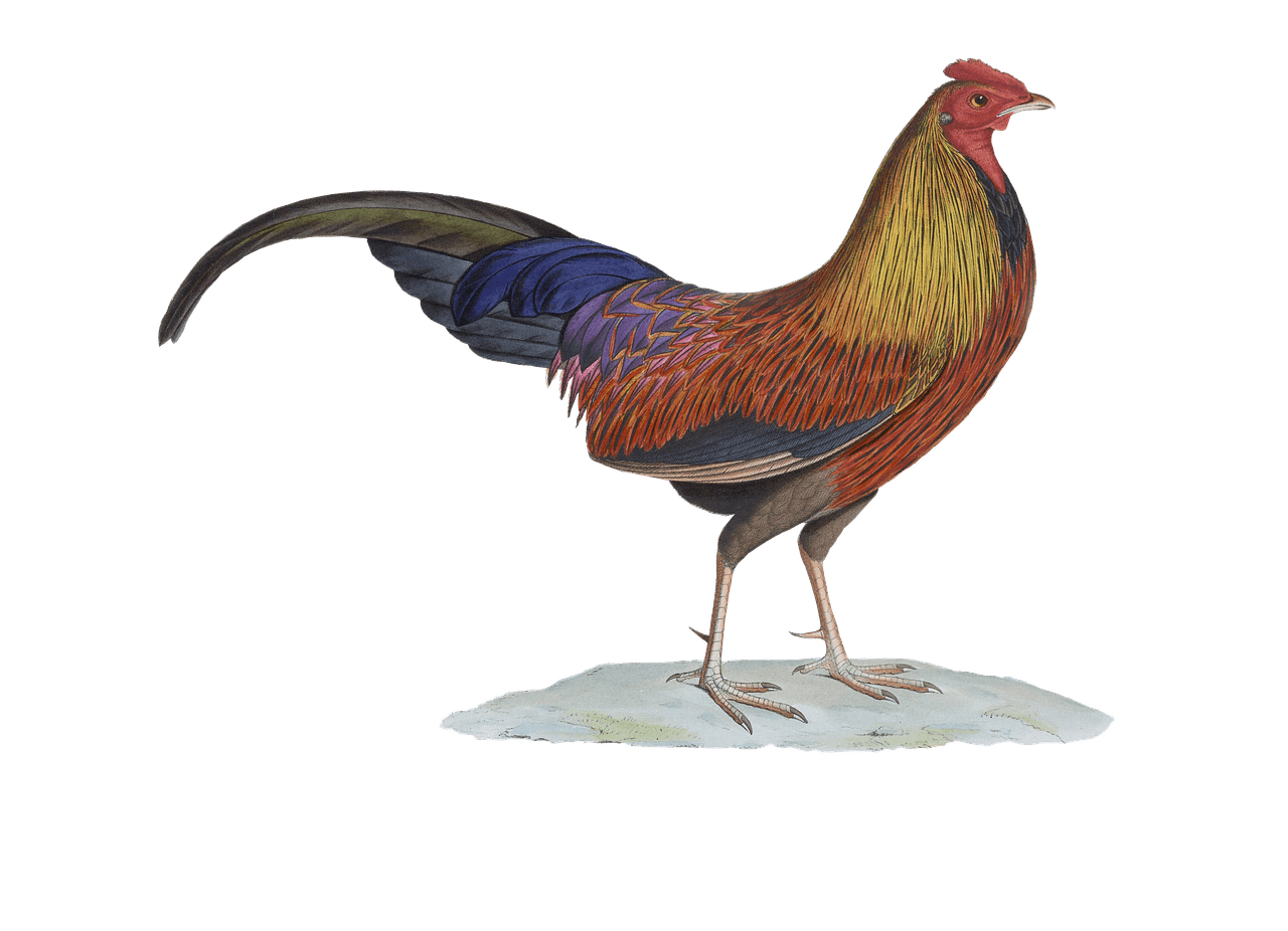 1280x926 Transparent Rooster Drawing Transparent Png Clipart Free