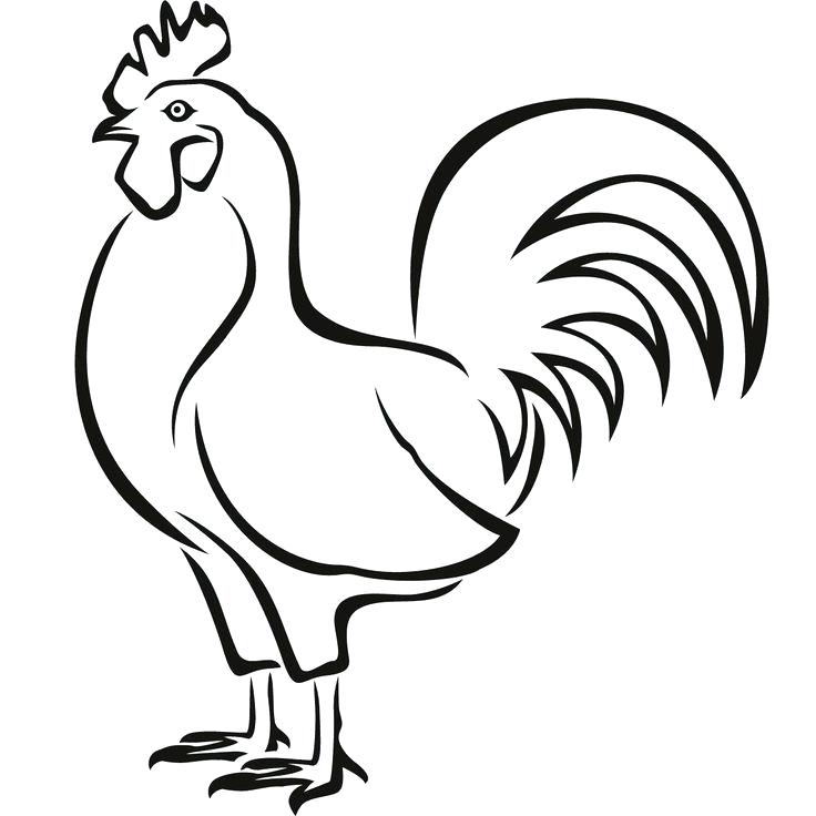 736x736 Chicken Drawings How To Draw A Rooster Chicken Drawings In Color