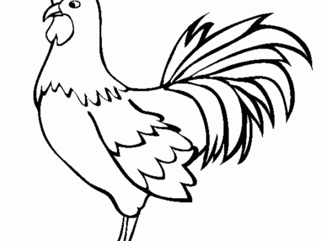 640x480 Drawn Rooster