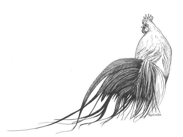 640x480 Free Drawn Rooster, Download Free Clip Art
