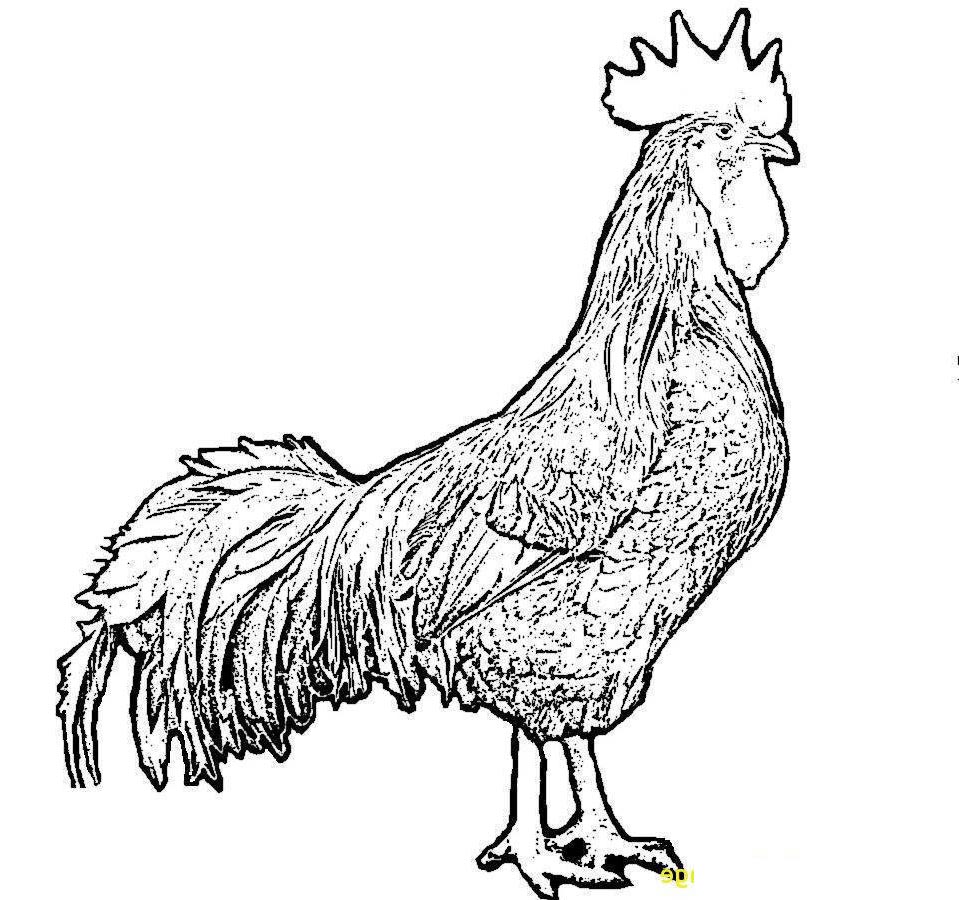 959x900 Year Of The Rooster Coloring Pages Crayon Action Drawing Pictures