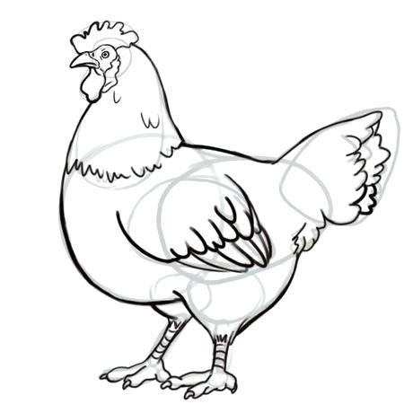 460x460 Easy Rooster Drawing