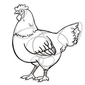 300x300 Draw A Chicken Roosters And Hens Chicken Drawing, Chicken