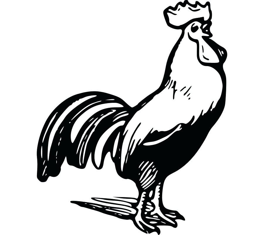 900x800 Chicken Outline