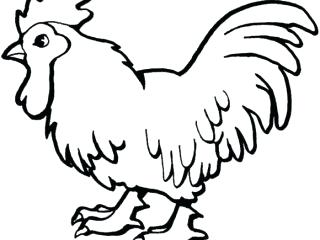 320x240 Farm Animals Drawings Karimunjawa Club