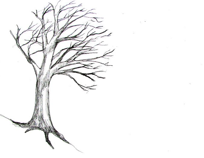 678x523 Tree Roots Drawing How To Draw A Tree Multiple Coloring Pages