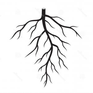 300x300 drawing tree roots set of tree roots silhouette vector