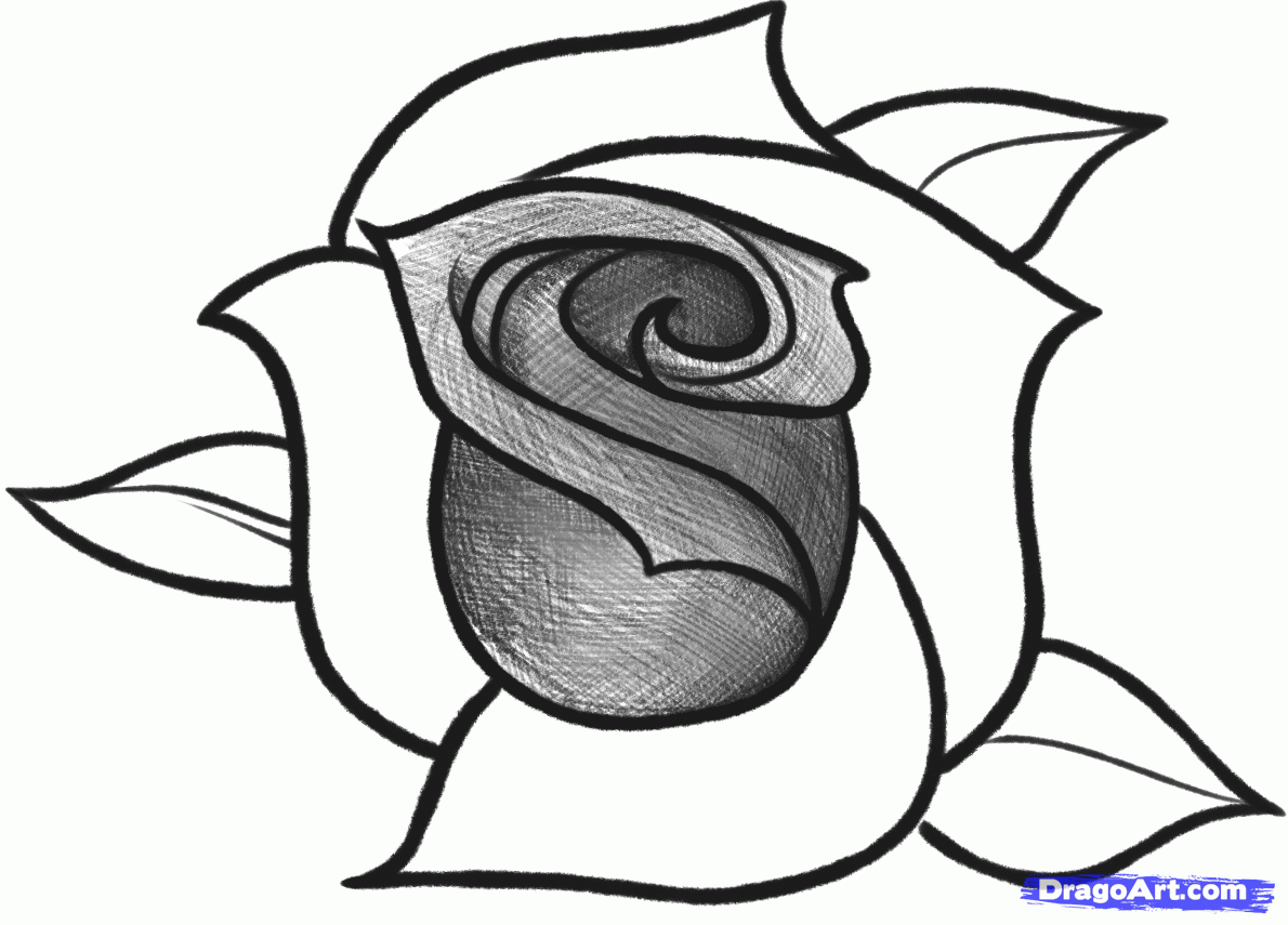 1190x855 How To Sketch A Rose, Step