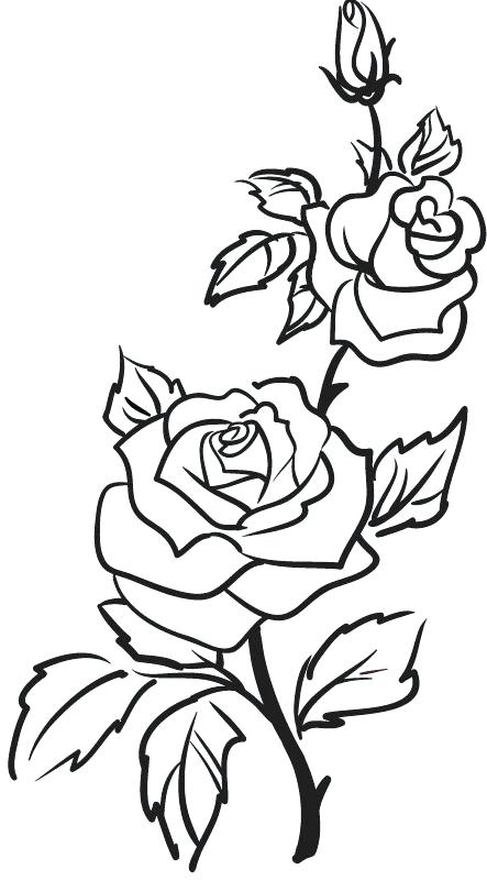 443x800 Simple Roses Drawings Simple Rose Drawing Simple Rose Drawing