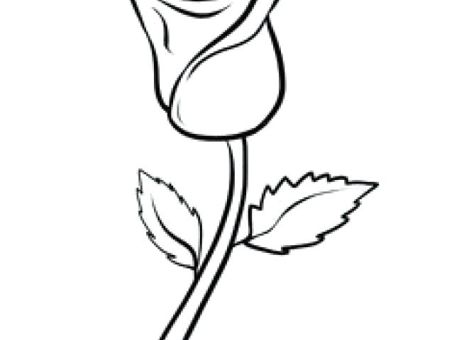 640x480 Drawn Rose Drawn Rose Bush Beginner Drawn Rose Easy