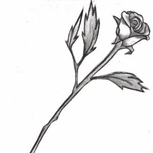 300x300 Long Stem Rose Black And White B Lazttweet