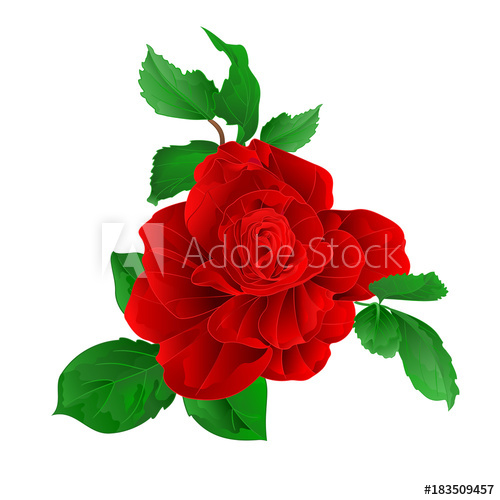 500x500 Stem Flower Red Rose And Leaves Vintage On A White Background