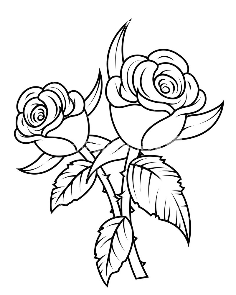 801x1000 download drawing black rose clip art clipart and white tearing