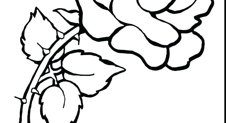 735x400 Amy Coloring Pages Rose Coloring Pages Images Border Compass Print