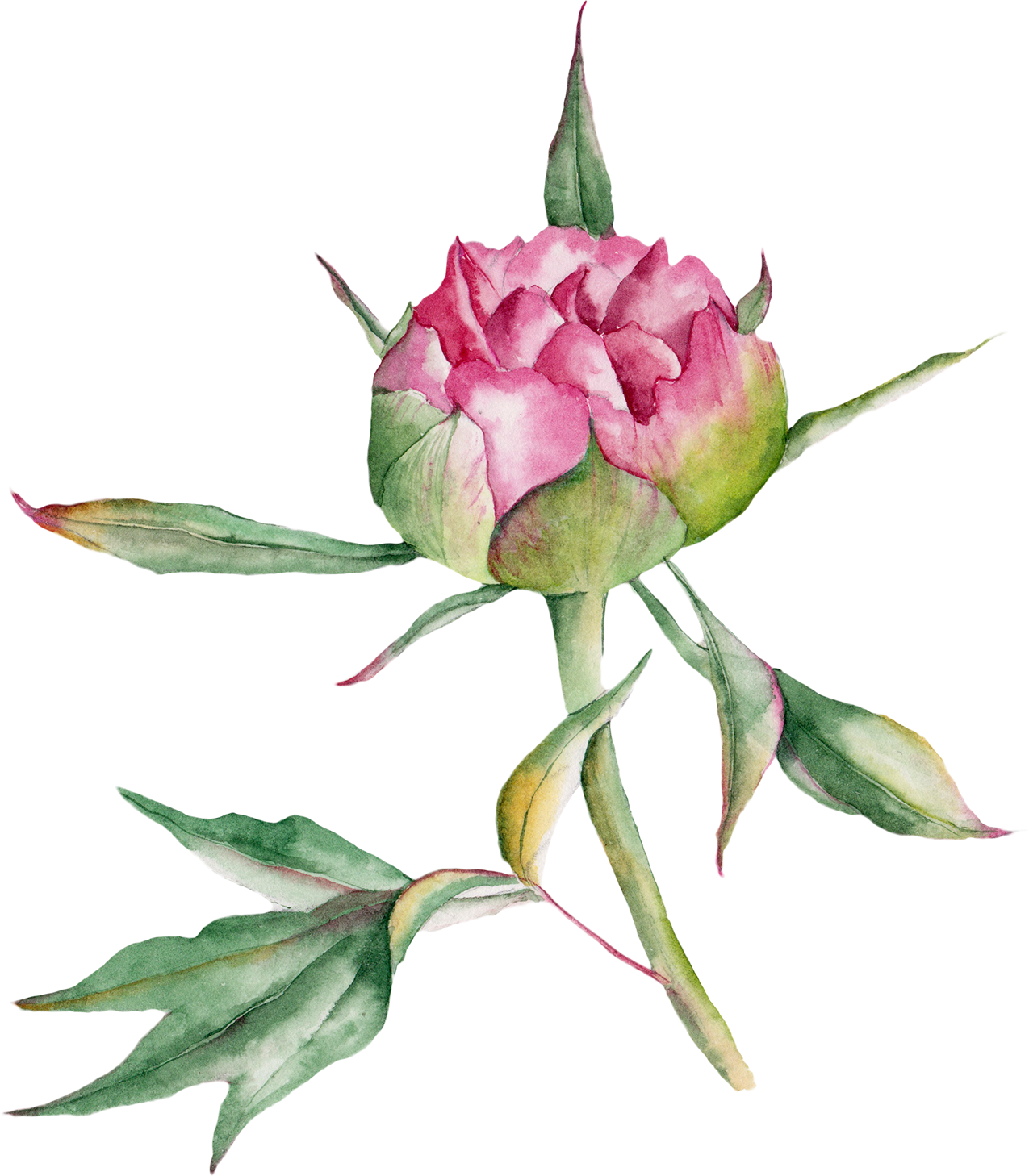 1275x1458 Collection Of Free Rose Drawing Watercolor Download On Ui Ex