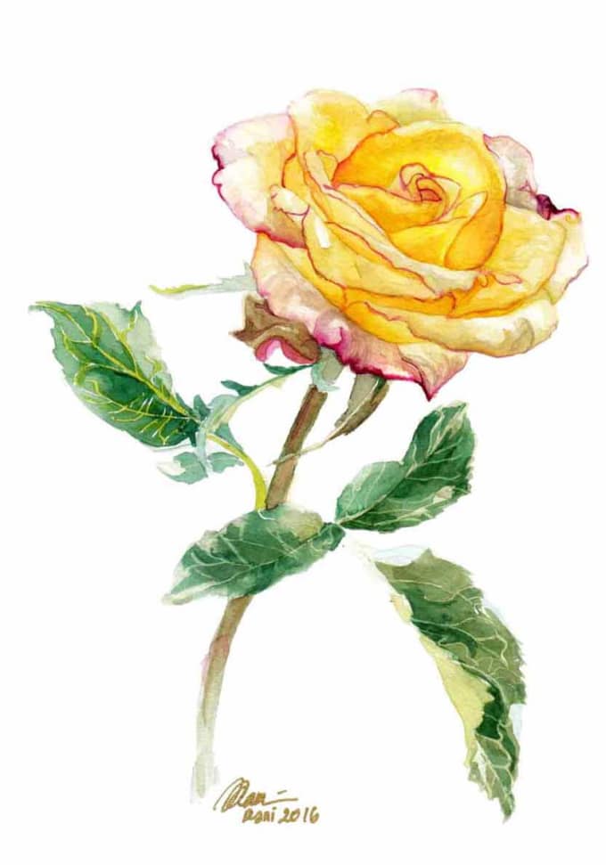 680x971 Draw Handmade Watercolor Botanical Art Illustration
