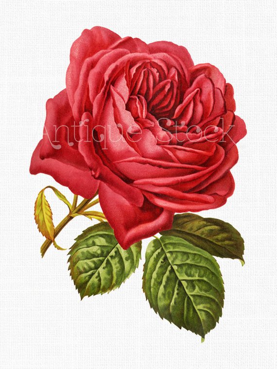 570x760 Flower Clipart 'single Red Rose' Botanical Illustration Clip Art