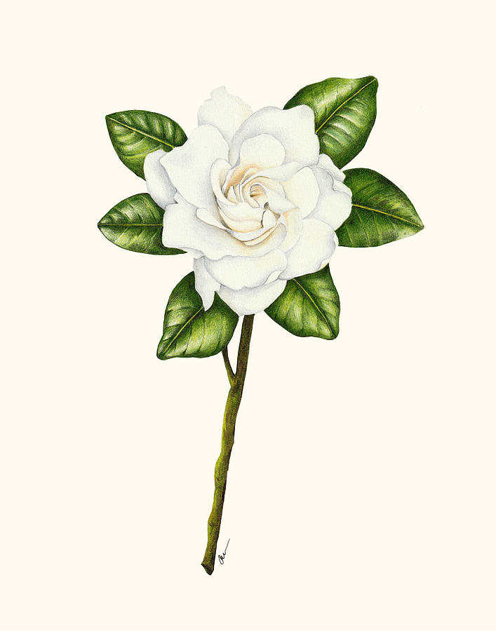 707x900 Gardenia Drawing