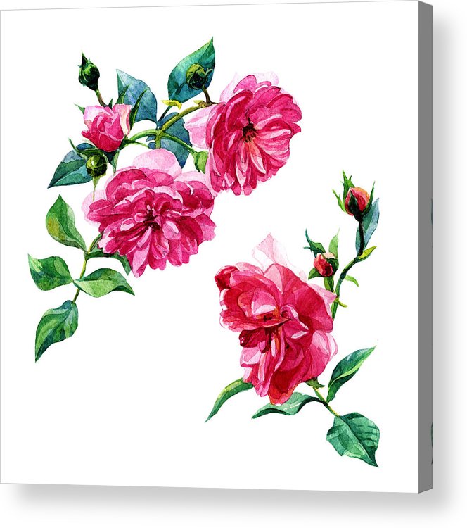 664x750 Blooming Shrub Roses Painted In Watercolor Botanical Illustration