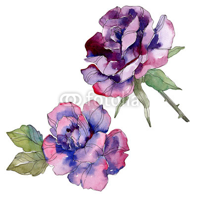 400x400 Purple Rose Floral Botanical Flower Watercolor Background