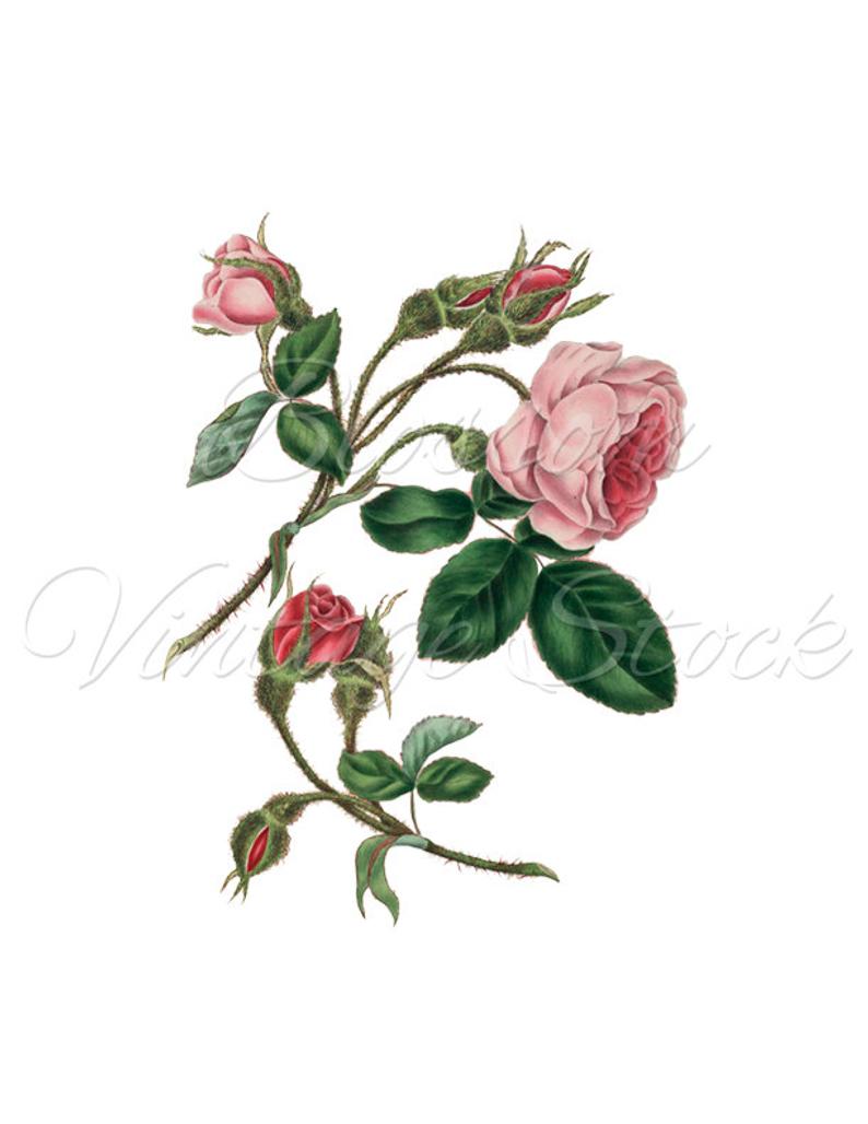 794x1028 Rose Pink Rose Print Clipart Digital Image Botanical Prints Etsy