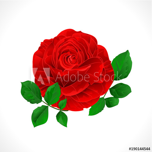 500x500 Red Rose And Leaves On A White Background Vintage Vector Botanical