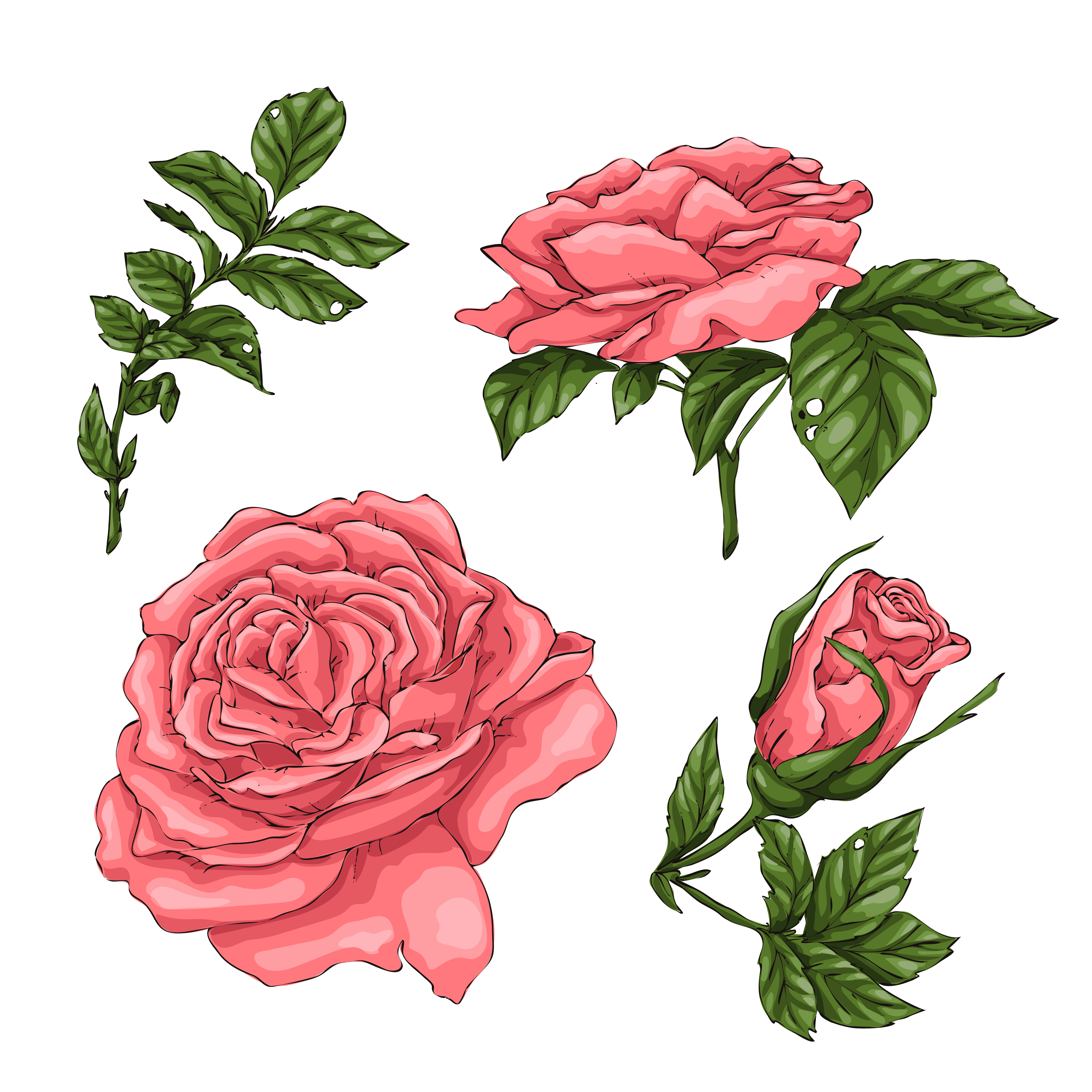 4167x4167 Set Of Coral Roses Hand Drawing Vector Illustration