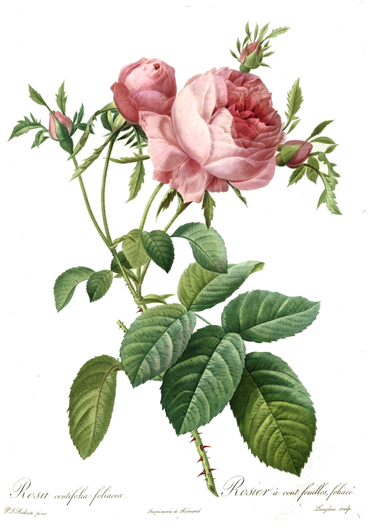 750x1081 The History Of Botanical Illustration And Why It's Still Blooming