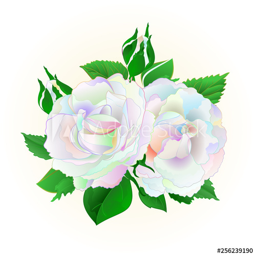 500x500 Two Multicolored Roses On A White Background Vintage Vector