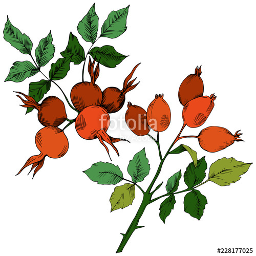 500x500 Vector Autumn Red Rose Hip Plant Plant Botanical Garden Floral