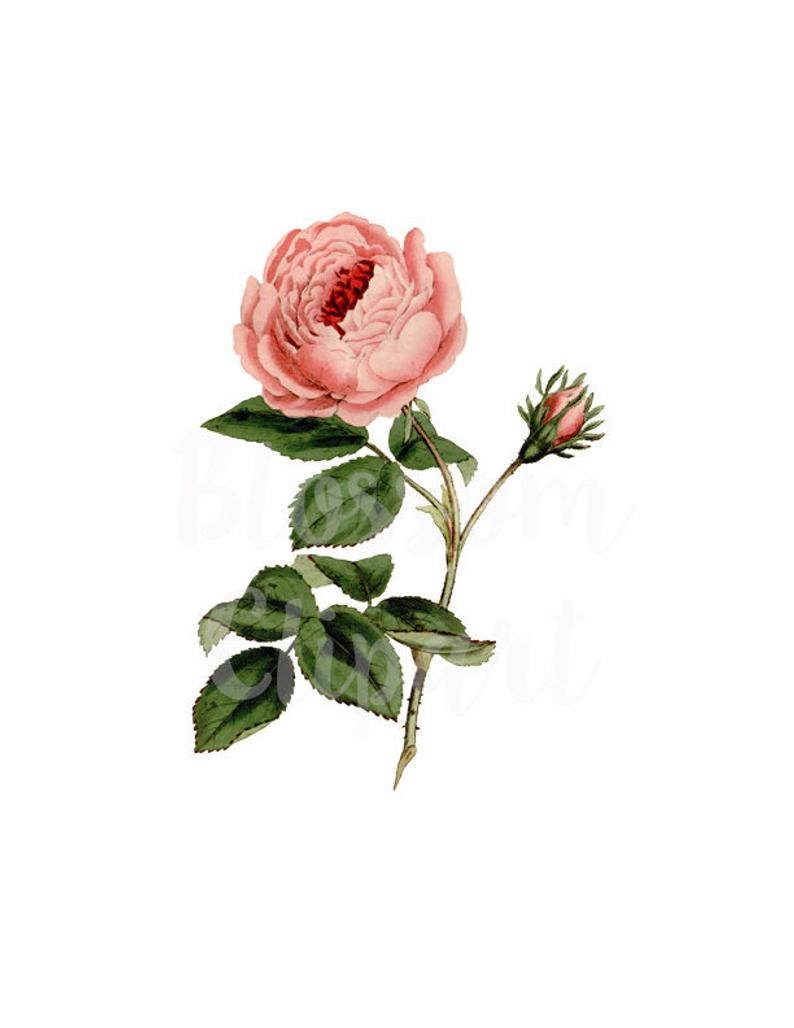 794x1028 Vintage Rose Clip Art Flower Png Clip Art For Invitations Etsy