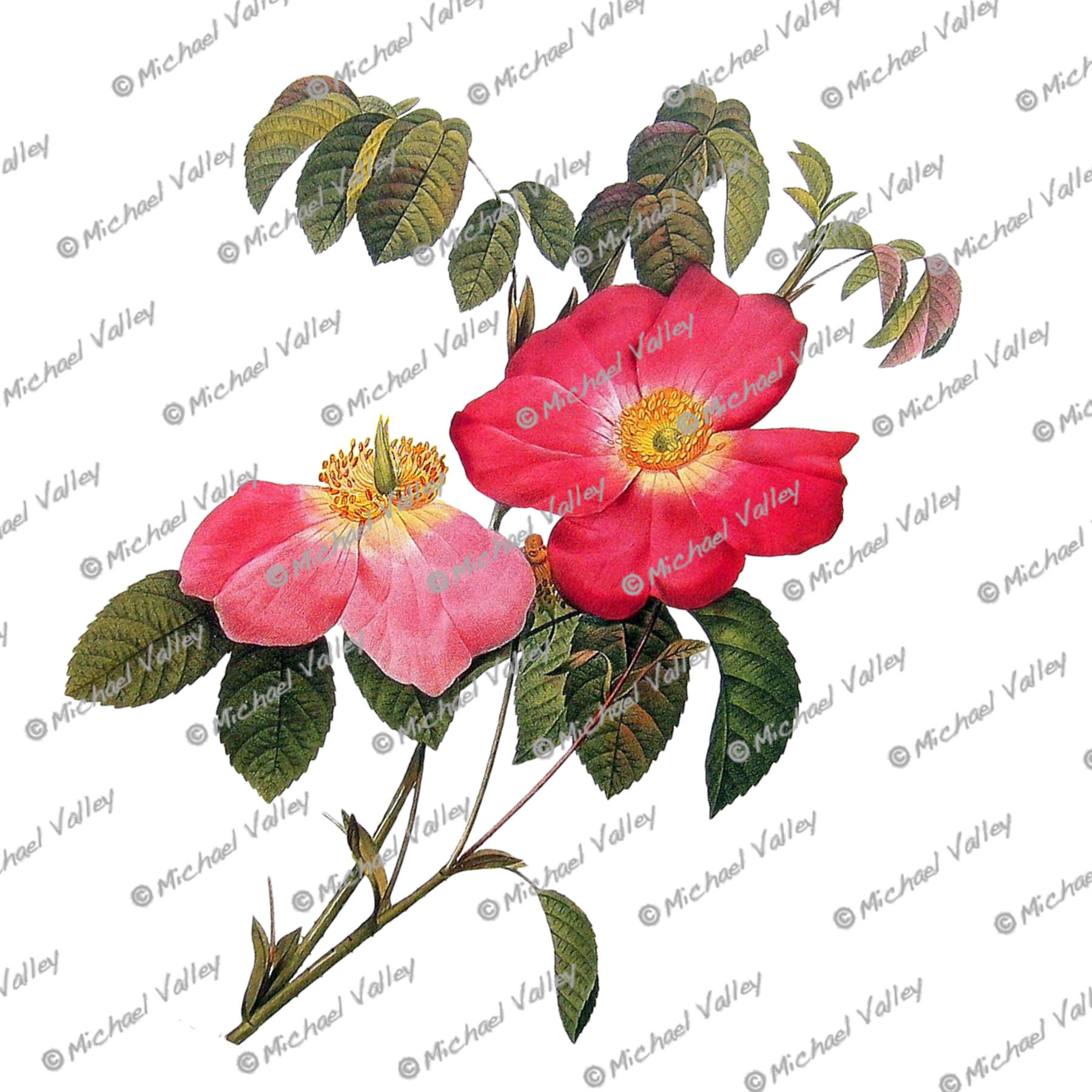 1800x1800 Wild Roses Vintage Botanical Drawing Beautifully Detailed Png Etsy