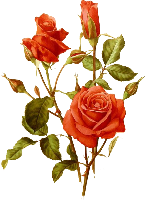 486x689 Fundo Transparente Rose Ref Dibujos De Flores, Pinturas De