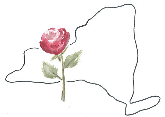 550x391 New York Rose State Flower Photographic Print