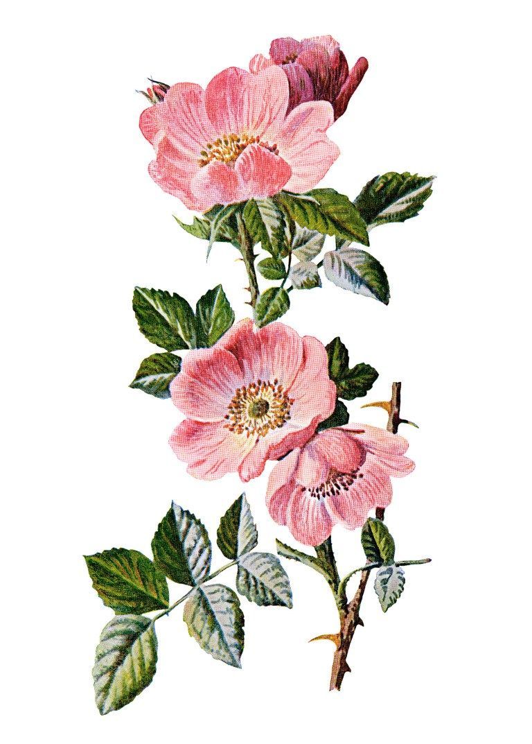 768x1073 rose clip art, sweet briar, vintage flower illustration, wild rose