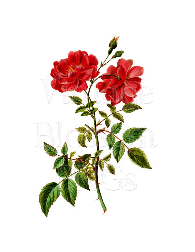 794x1028 Clip Art Red Rose Png Digital Download Botanical Flower Etsy