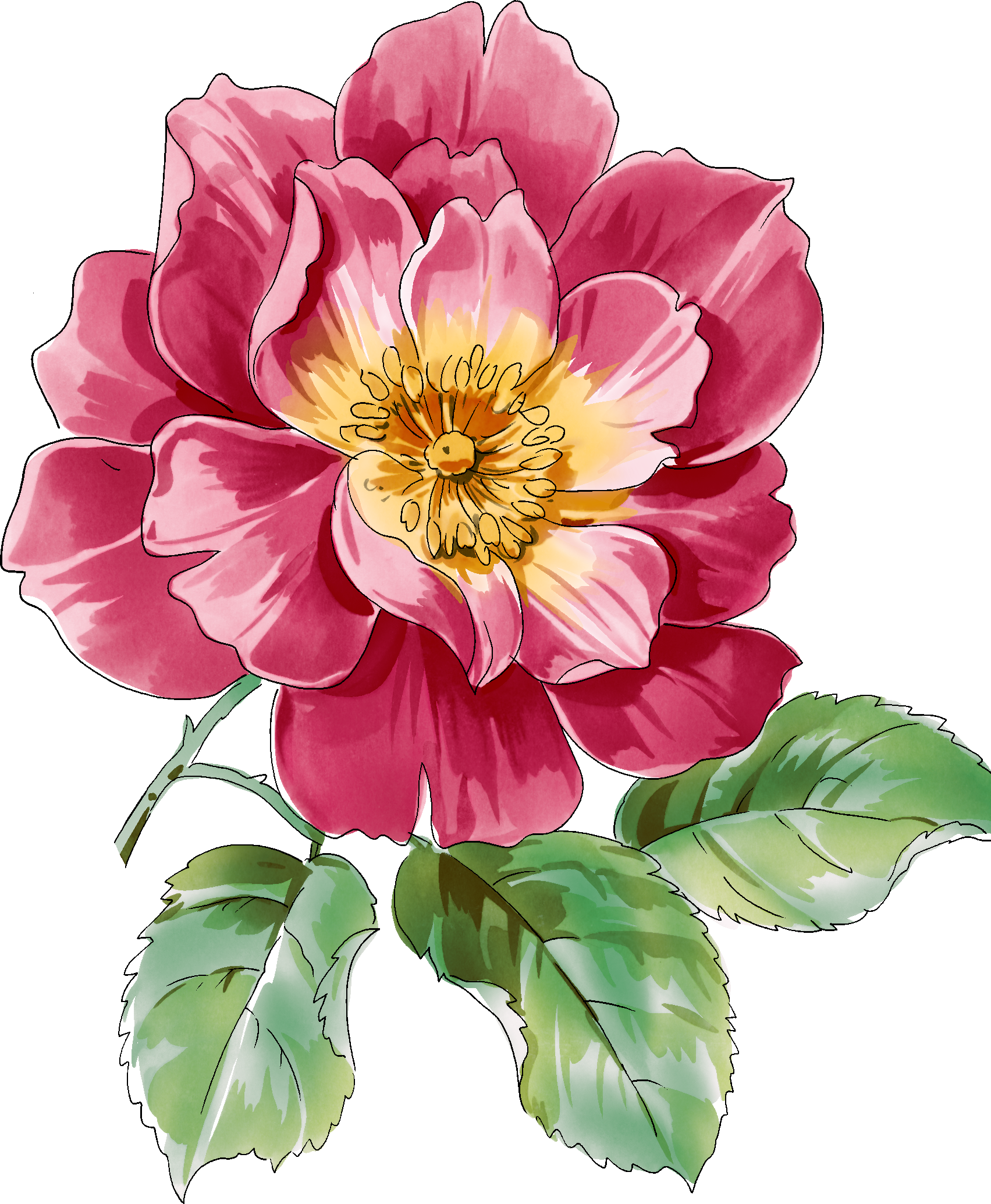 1703x2069 Collection Of Free Drawing Rose Watercolor Download On Ui Ex