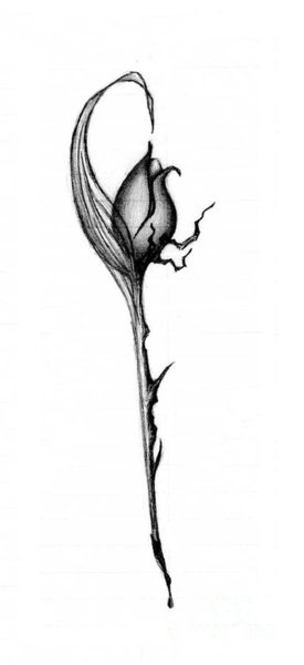 275x600 Rose Bud Drawings