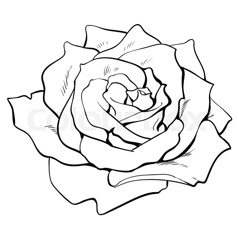 800x800 Deep Contour Rose Bud, Top View Sketch Stock Vector Colourbox